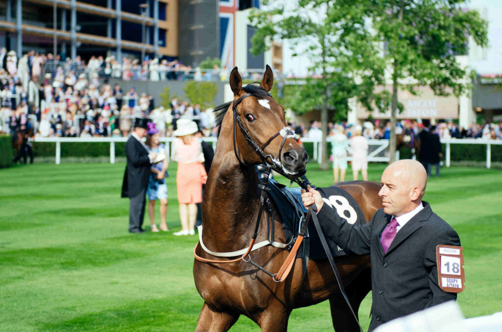 A racehorse being led by a handler at Royal Ascot, with a lively crowd in the background. The prestigious horse racing event is known for its elegance, fashion, and thrilling races